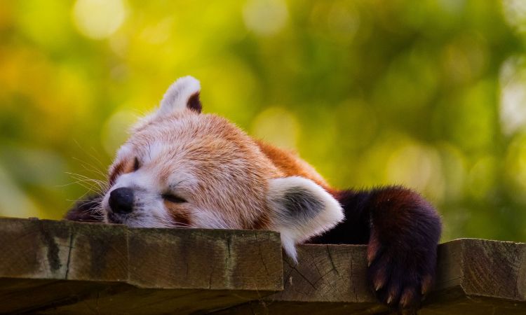 Wallpapers Animals Red pandas Wallpaper N421755