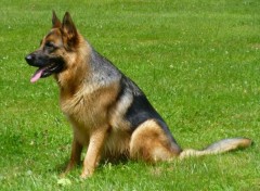  Animaux Berger allemand