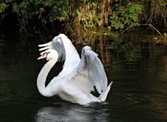  Animals Sa Majest le Cygne