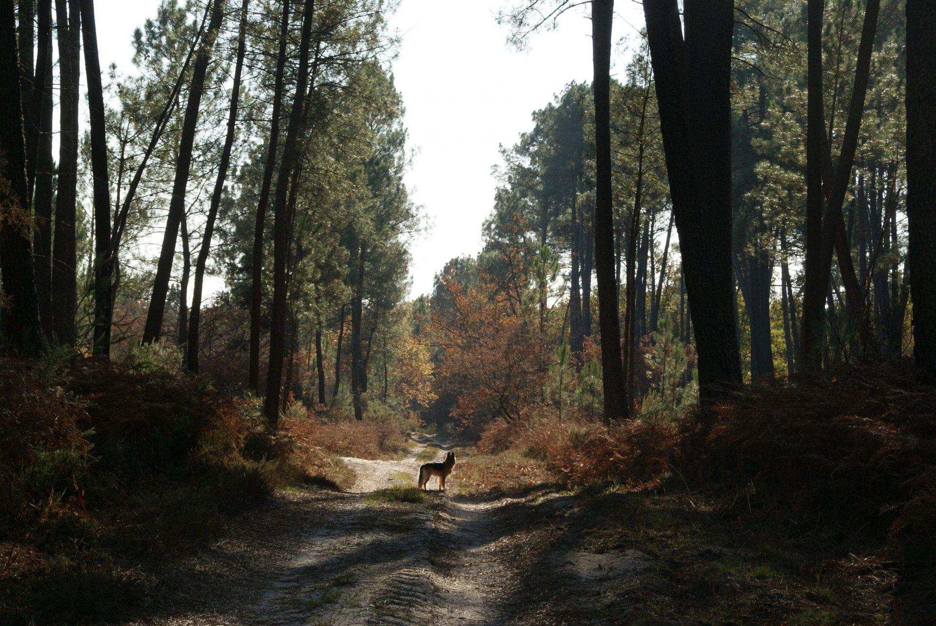 Fonds d'cran Nature Chemins 