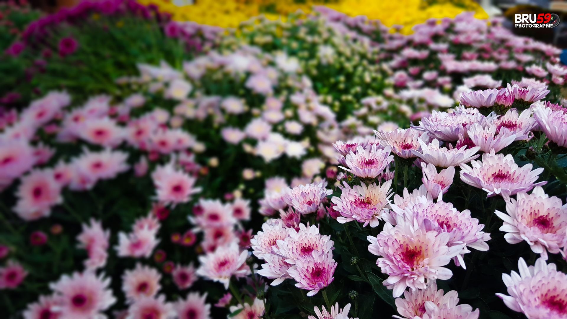 Wallpapers Nature Flowers Chrysanthèmes roses