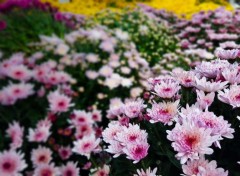  Nature Chrysanthèmes roses