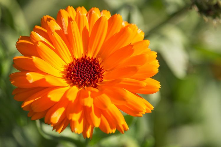 Fonds d'cran Nature Fleurs Flower