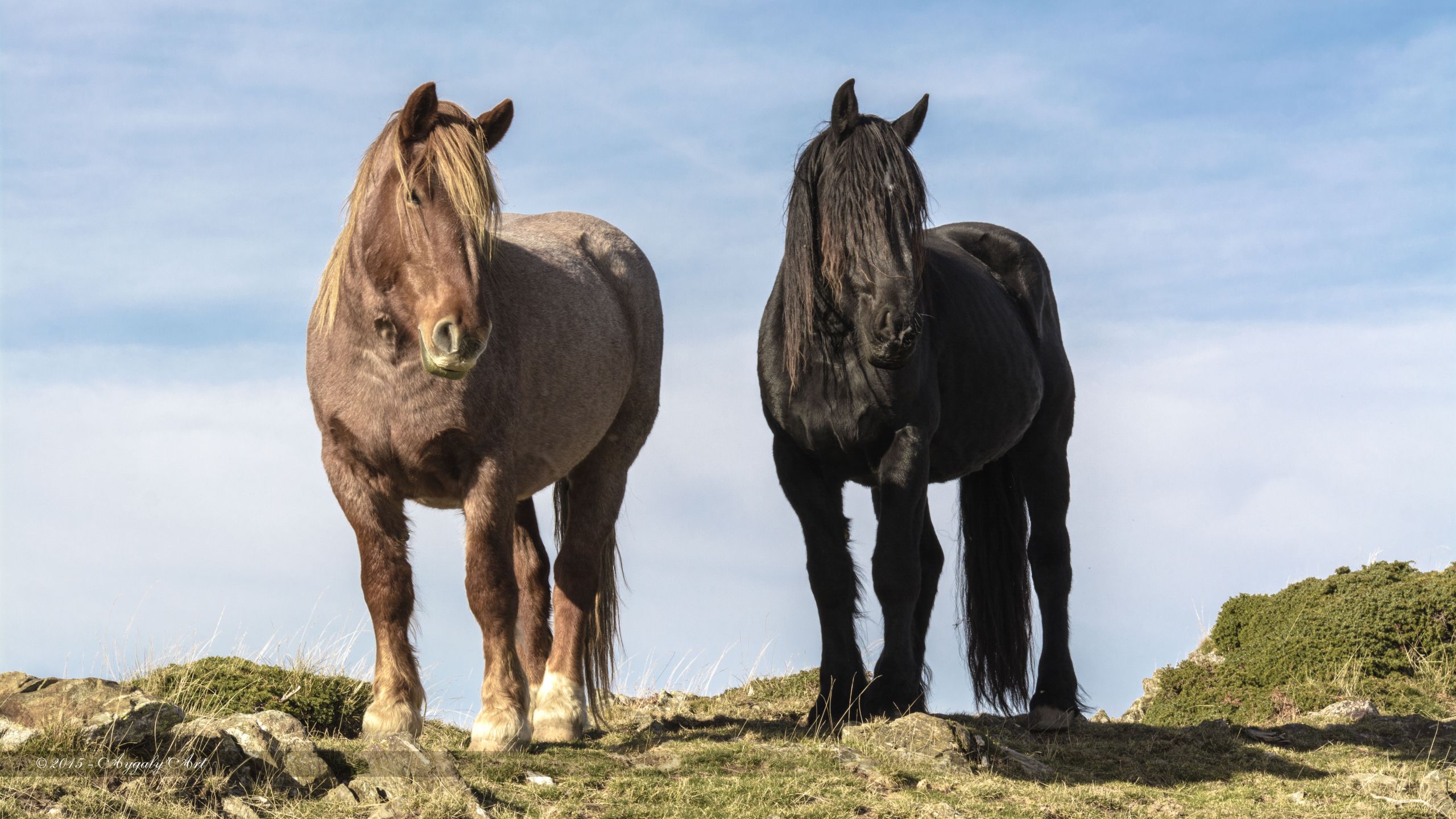 Wallpapers Animals Horses Chevaux sauvages en Vallespir