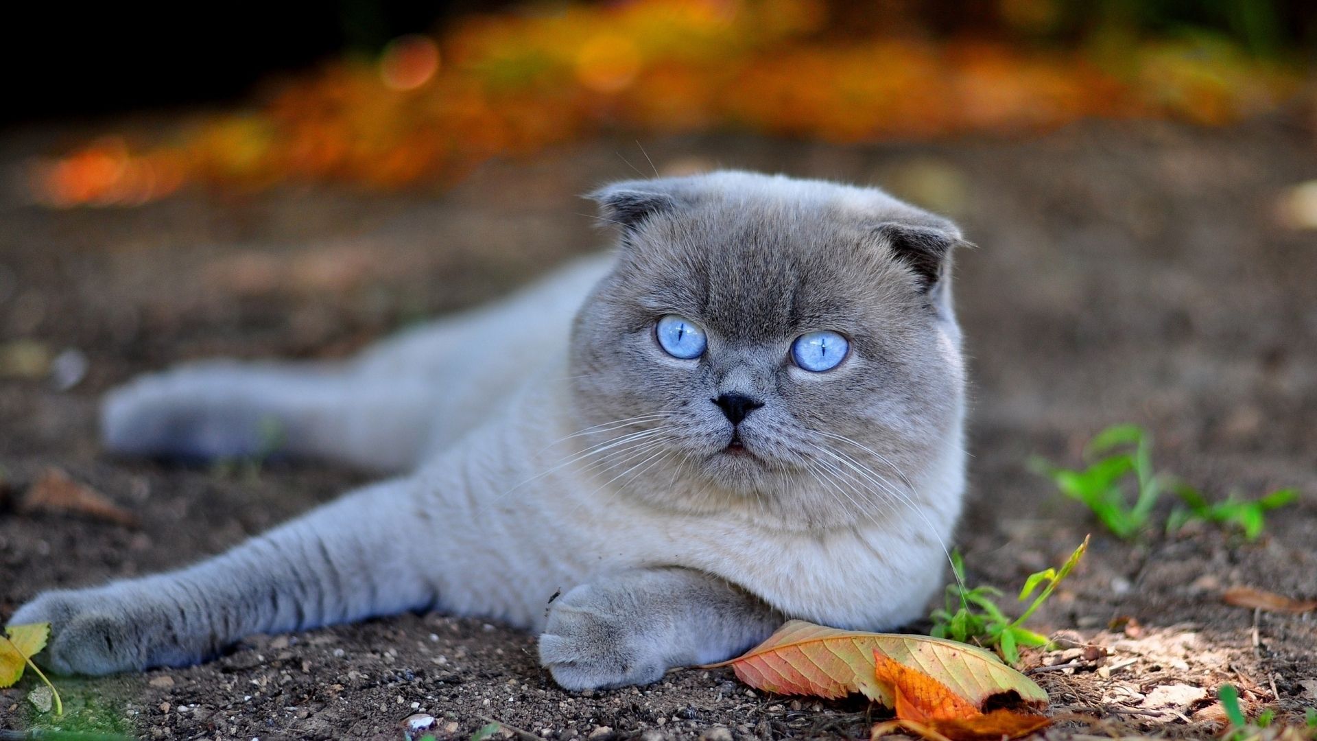 Wallpapers Animals Cats - Kittens 