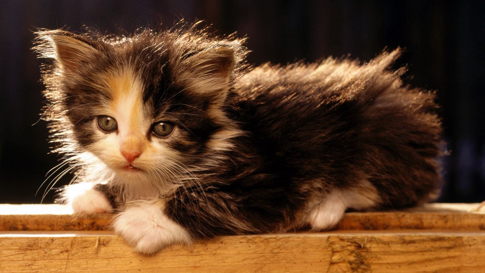 Wallpapers Animals Cats - Kittens 