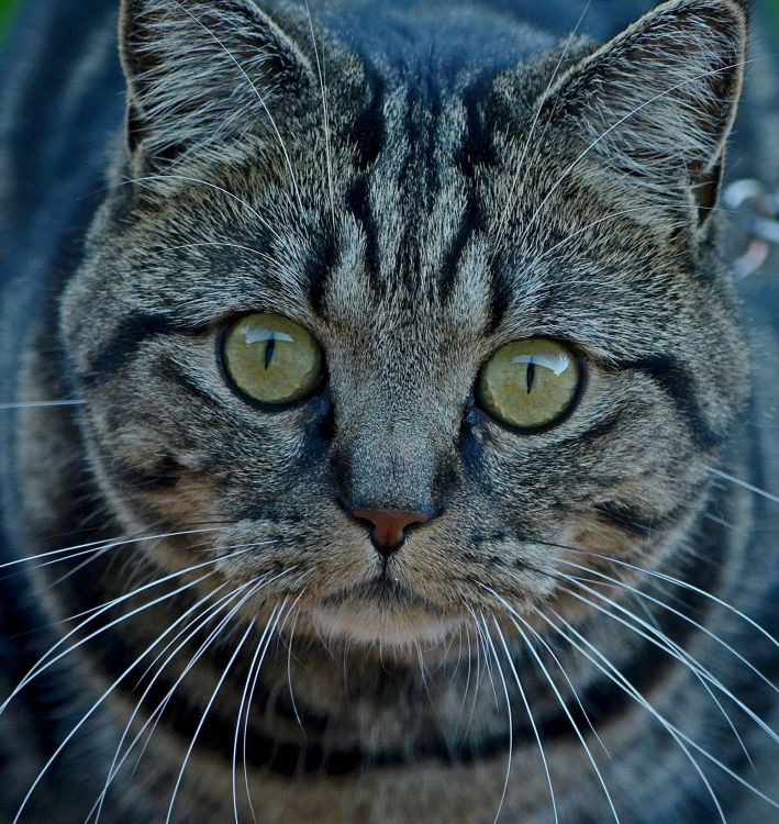 Fonds d'cran Animaux Chats - Chatons a l affut