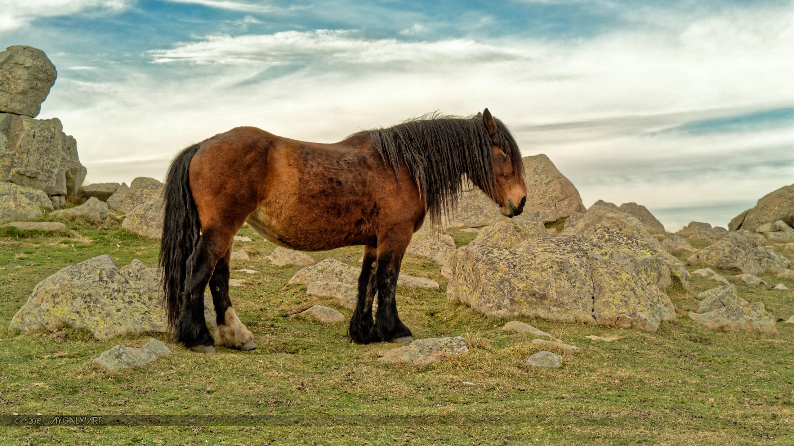 Fonds d'cran Animaux Chevaux Prestance quine