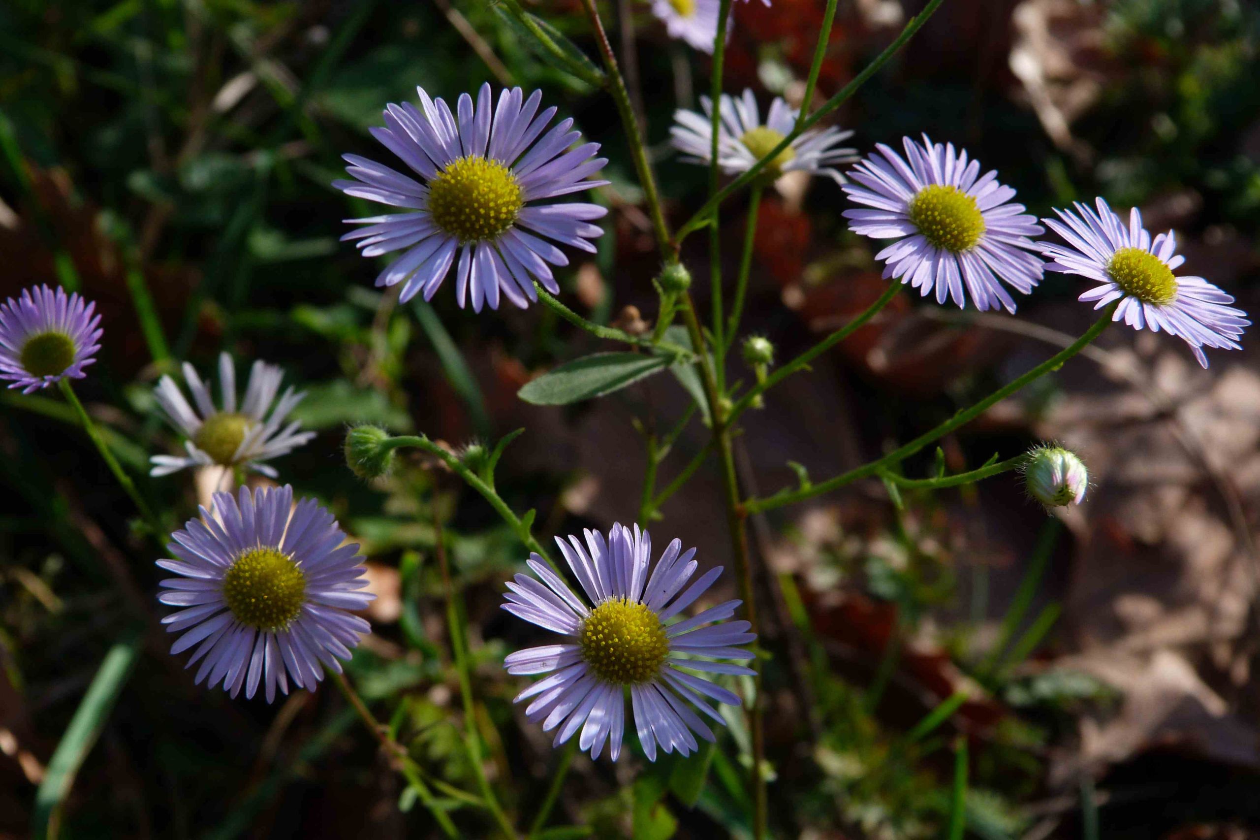 Fonds d'cran Nature Fleurs Paquerettes d'Automne 