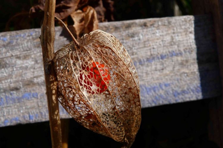 Fonds d'cran Nature Fruits L'amour en cage ou le physalis 