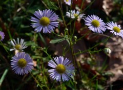  Nature Paquerettes d'Automne 