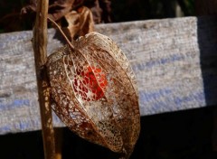  Nature L'amour en cage ou le physalis 