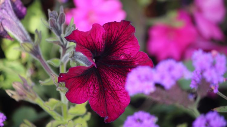 Fonds d'cran Nature Fleurs amazing flower