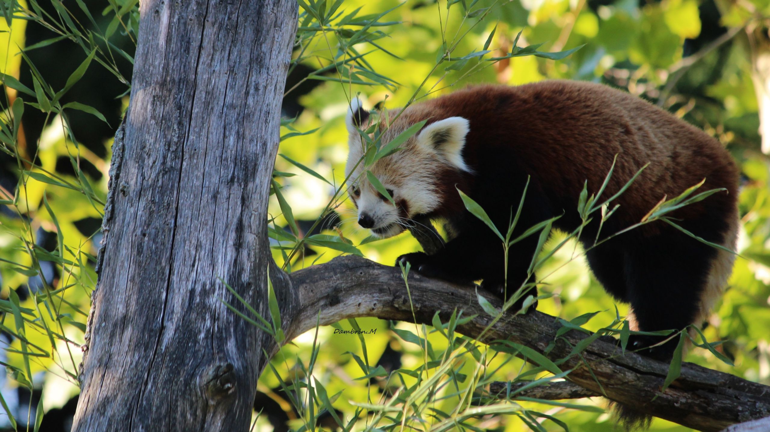 Fonds d'cran Animaux Pandas roux Ours roux