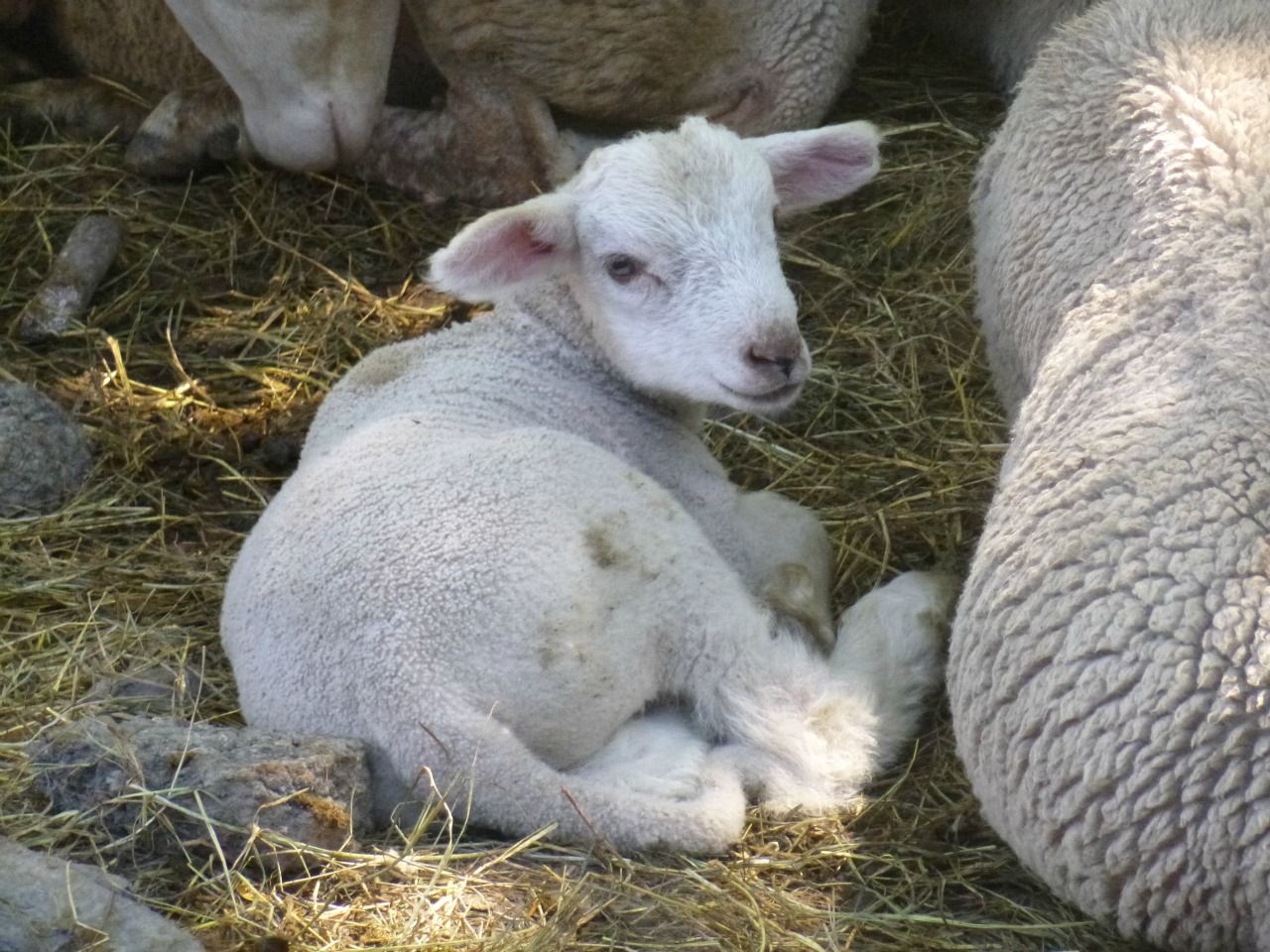 Fonds d'cran Animaux Moutons - Mouflons 