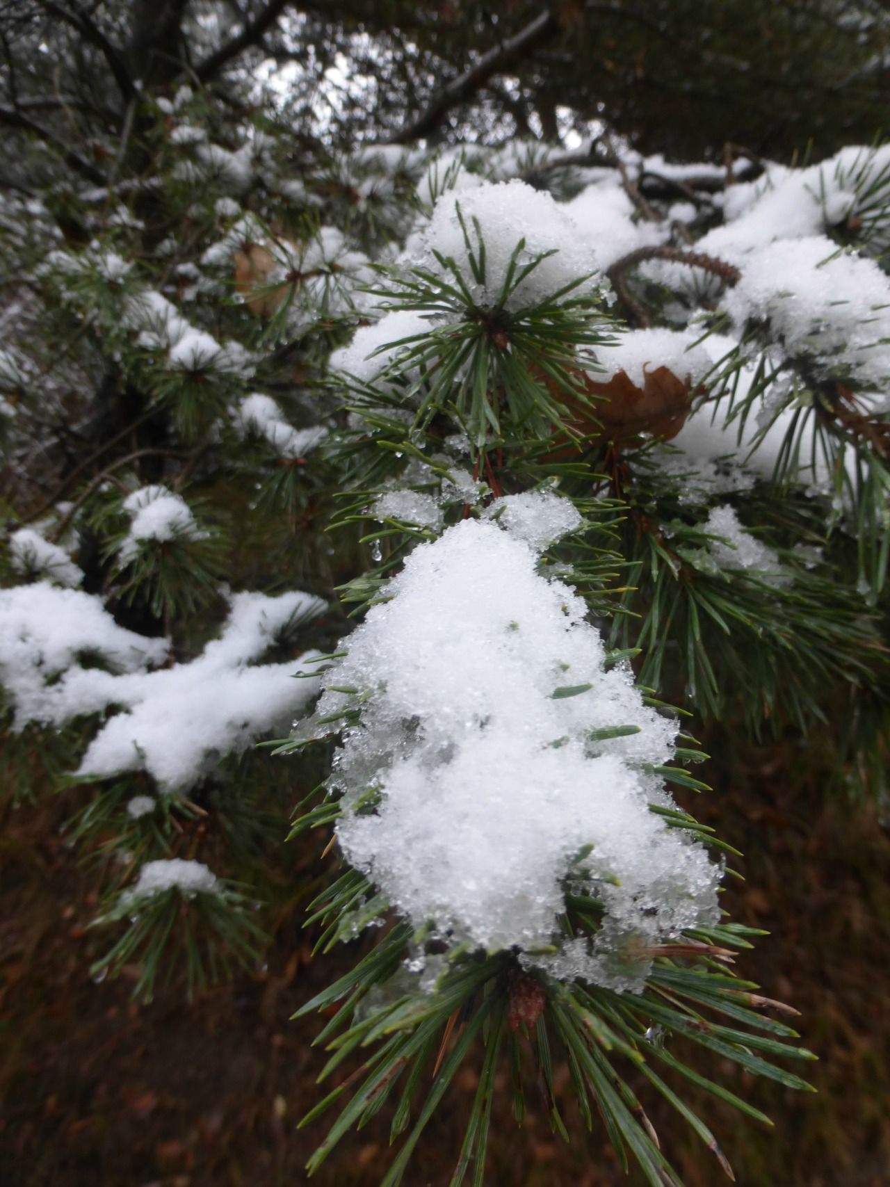 Fonds d'cran Nature Saisons - Hiver neige