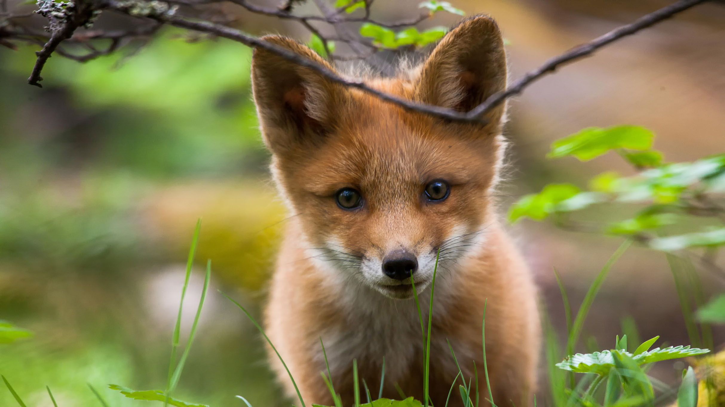 Wallpapers Animals Foxes 