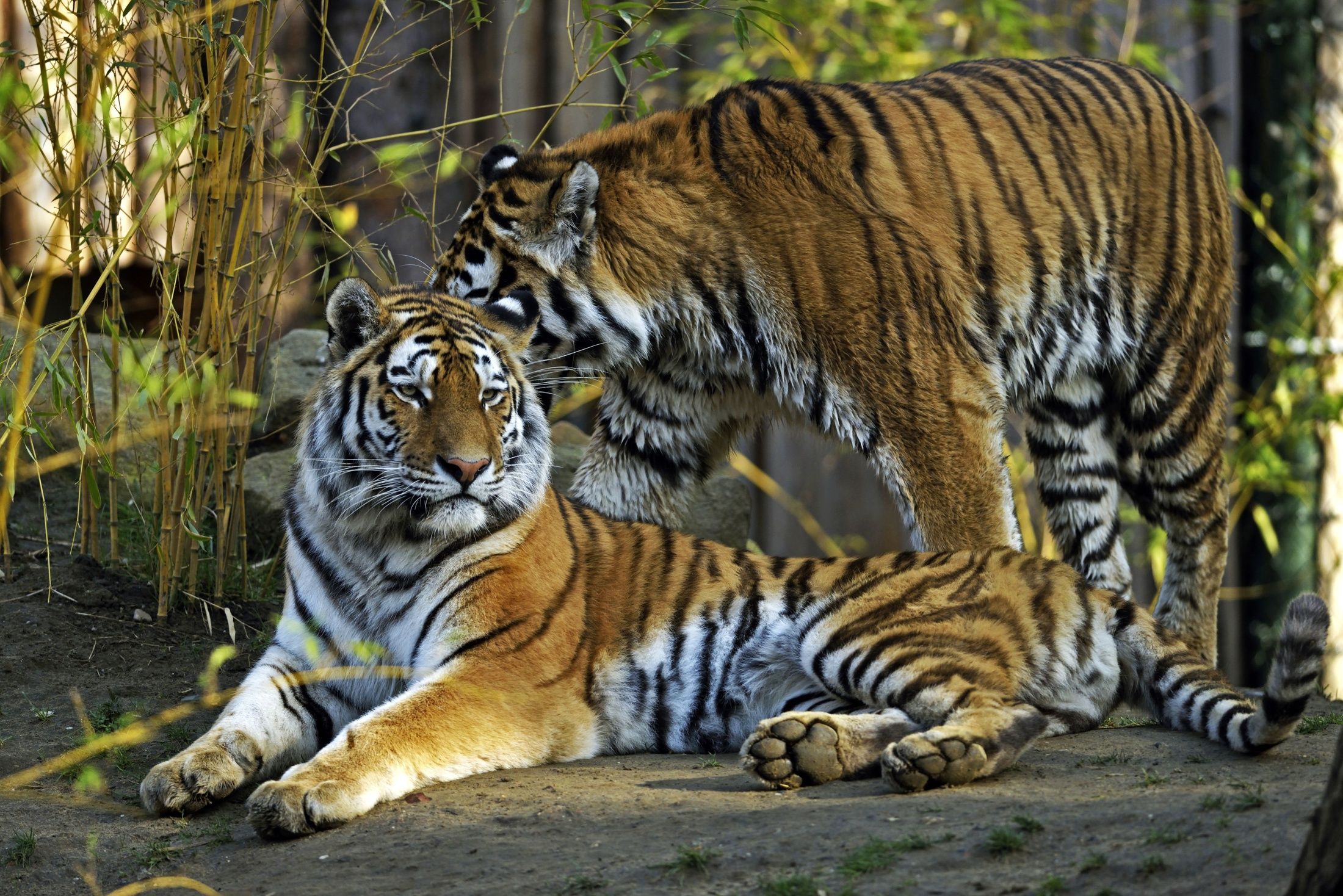 Wallpapers Animals Felines - Tigers 