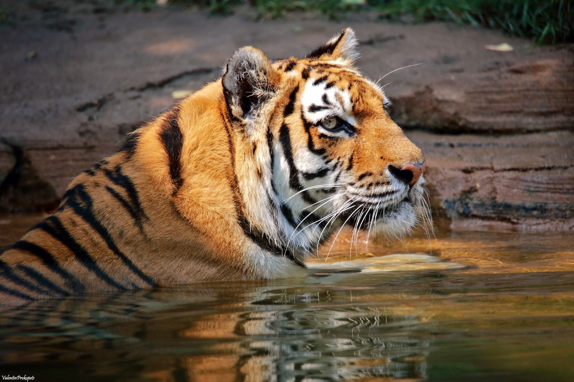 Wallpapers Animals Felines - Tigers 