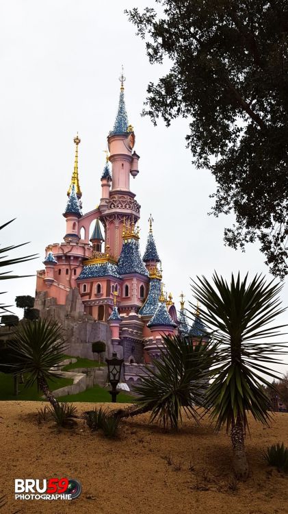 Wallpapers Constructions and architecture Amusement Parks > DisneyLand DisneyLand Paris - Château et palmiers