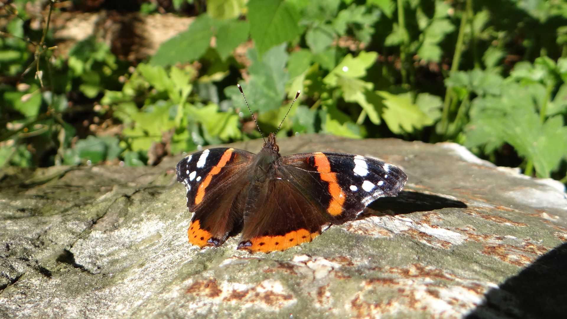 Fonds d'cran Animaux Insectes - Papillons Papillon - Bain de soleil