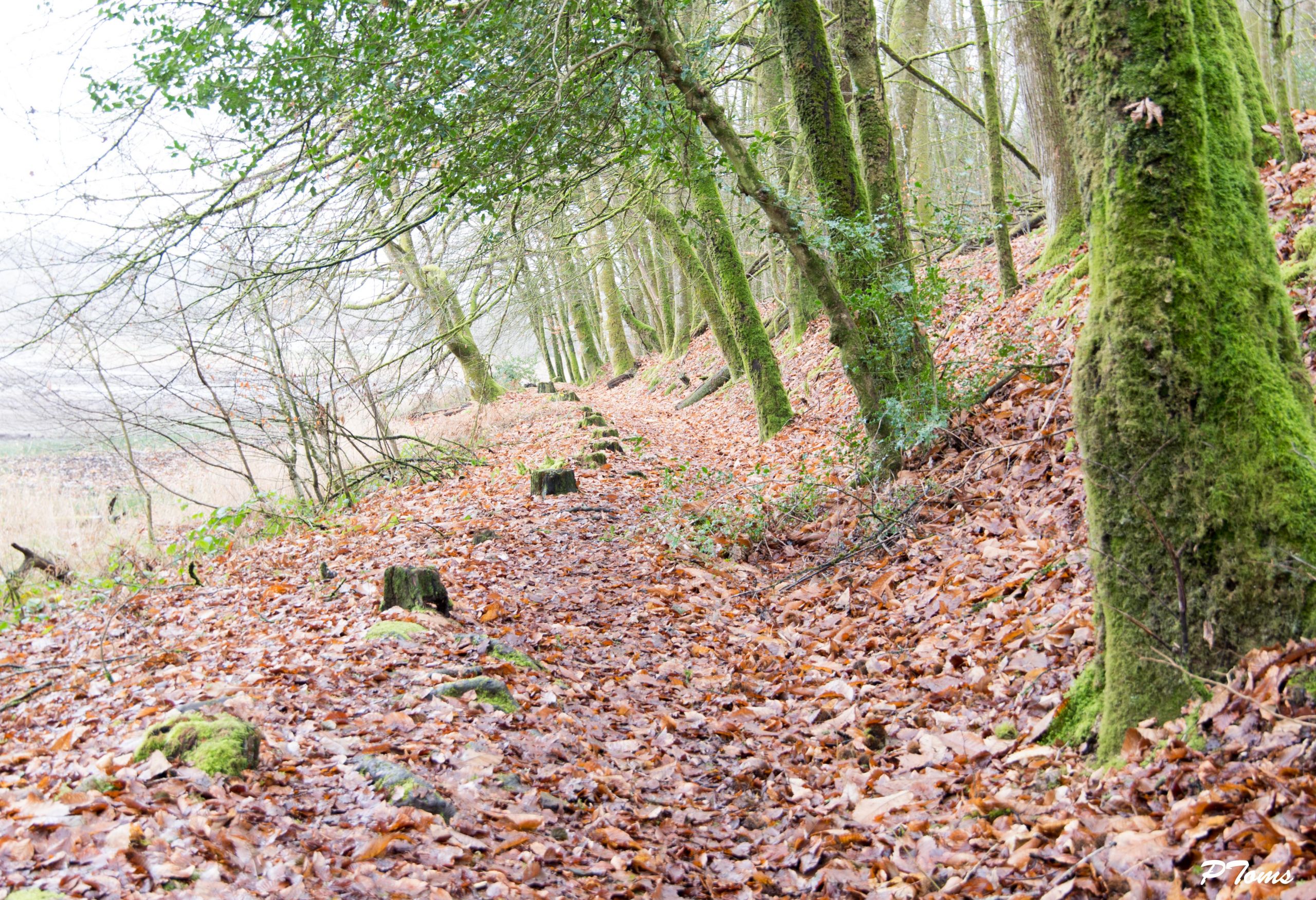 Fonds d'cran Nature Arbres - Forts 