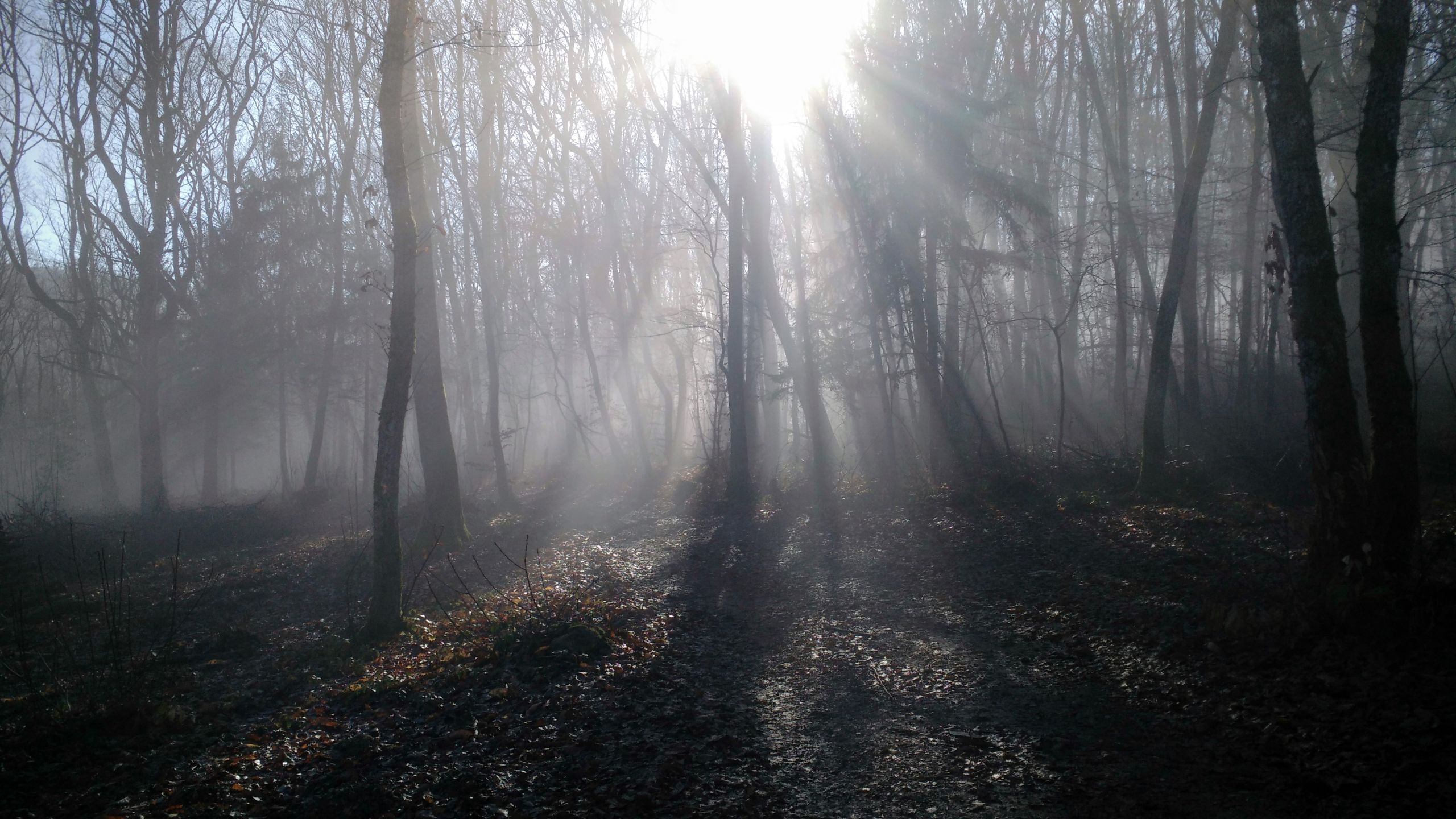 Fonds d'cran Nature Arbres - Forts Fort illumine