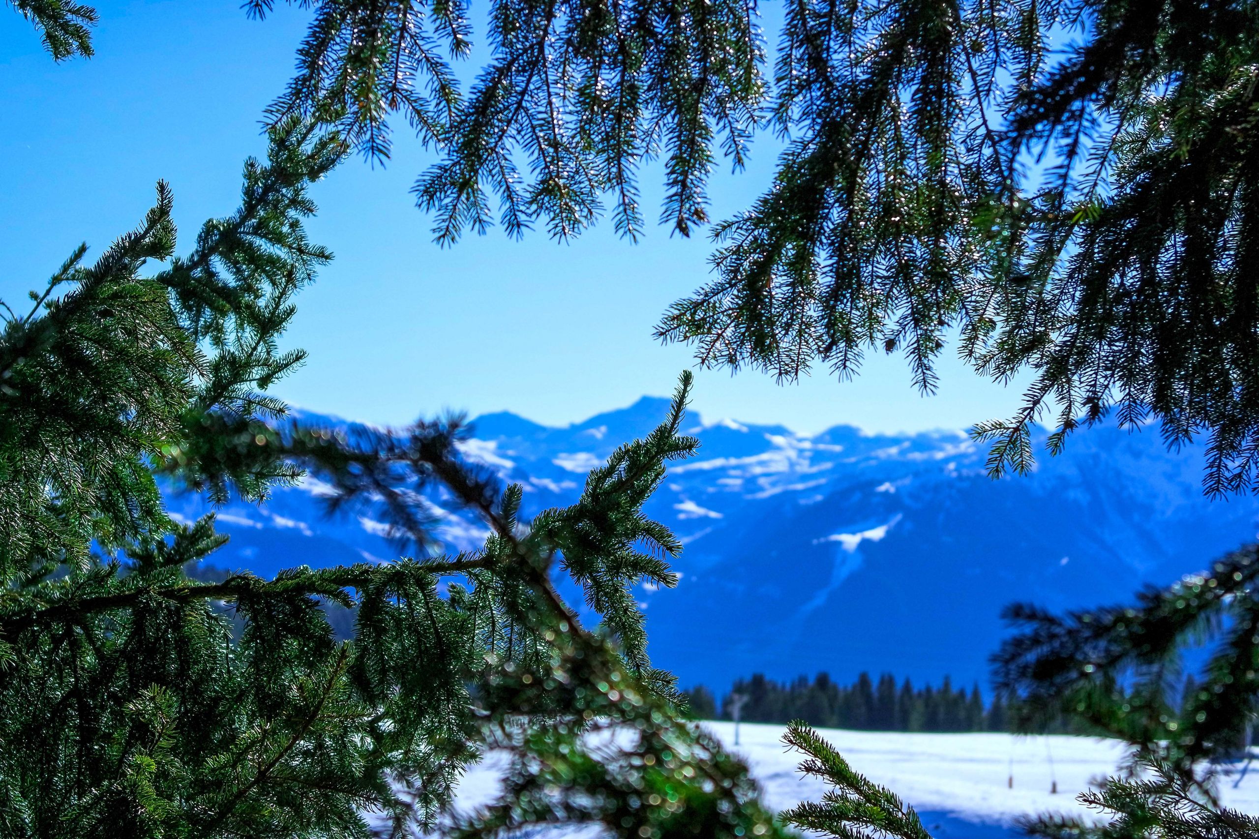 Fonds d'cran Nature Arbres - Forts 