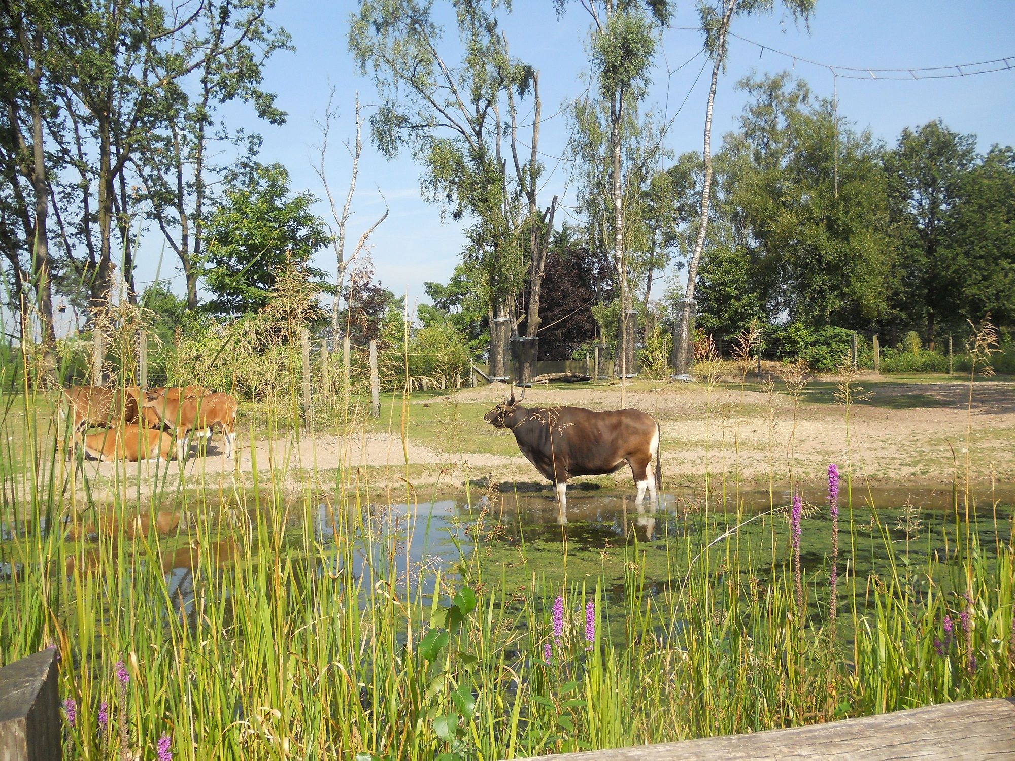 Wallpapers Animals Cows - Bulls - Beef Zoo Emmen Holland