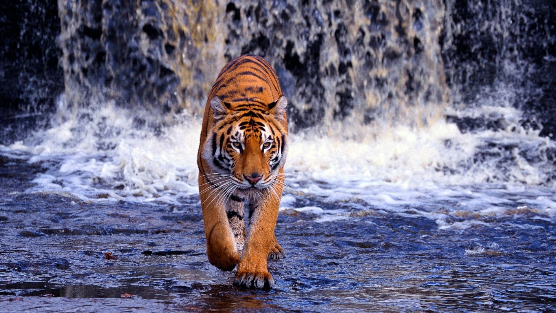 Fonds d'cran Animaux Flins - Tigres Waterfall-Tiger