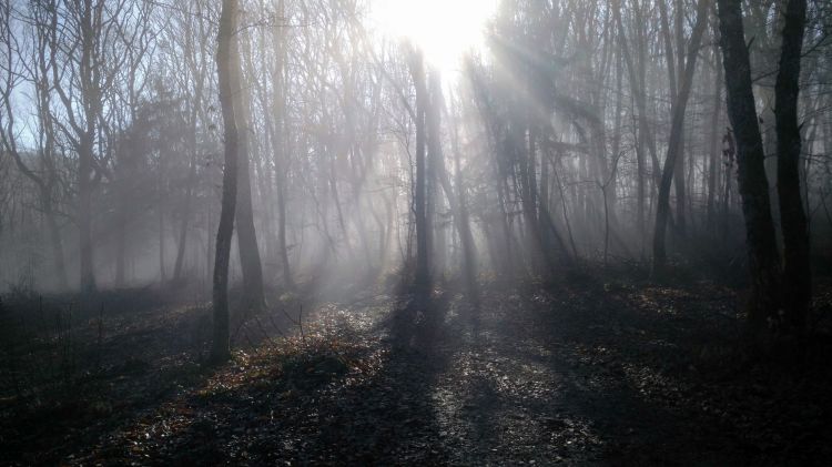 Fonds d'cran Nature Arbres - Forts Fort illumine