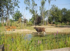  Animaux Zoo Emmen Holland