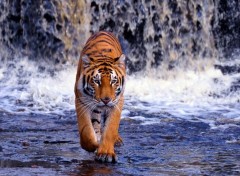  Animaux Waterfall-Tiger