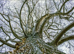  Nature l 'arbre