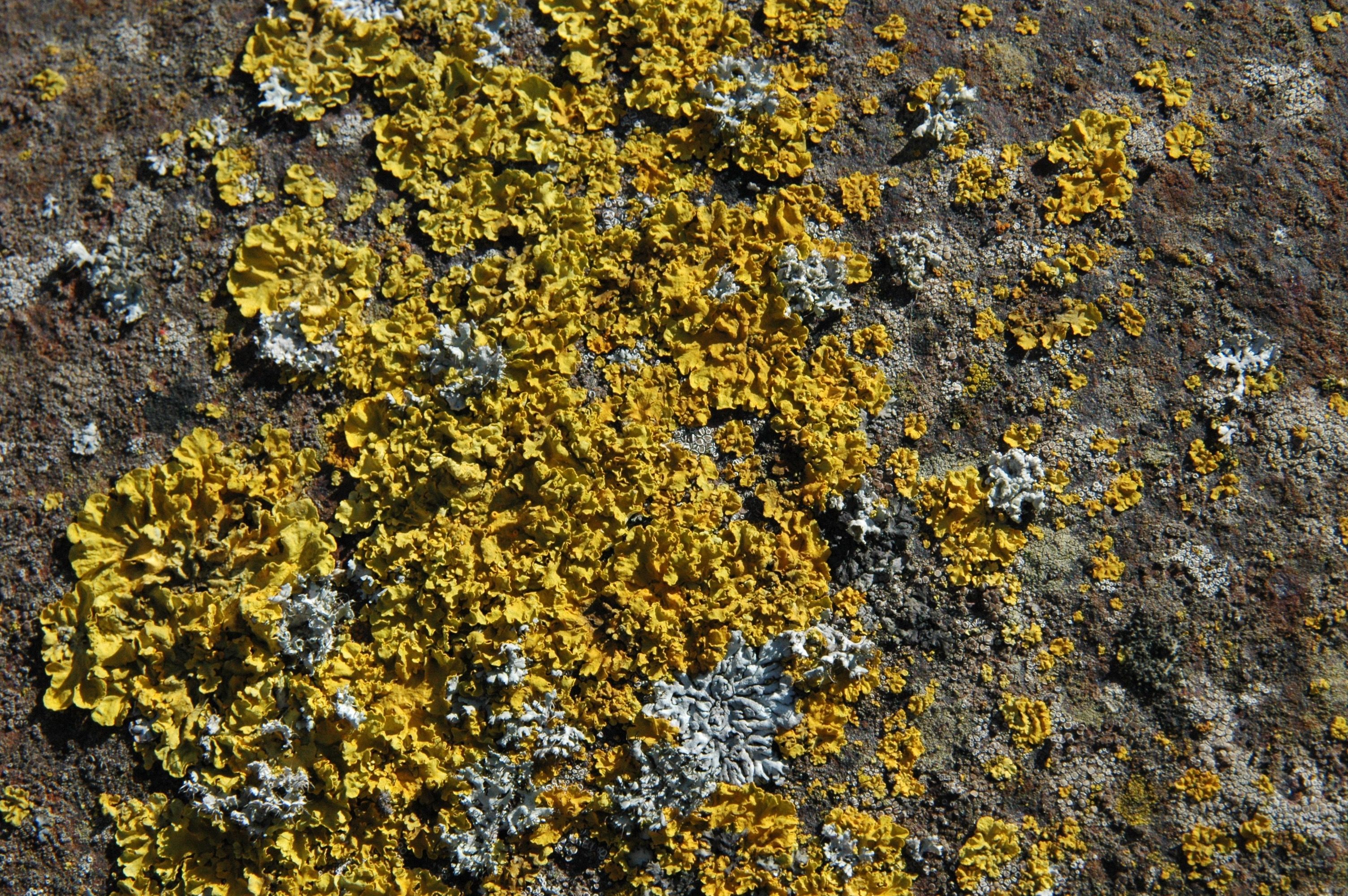 Fonds d'cran Nature Mousses - Lichens 