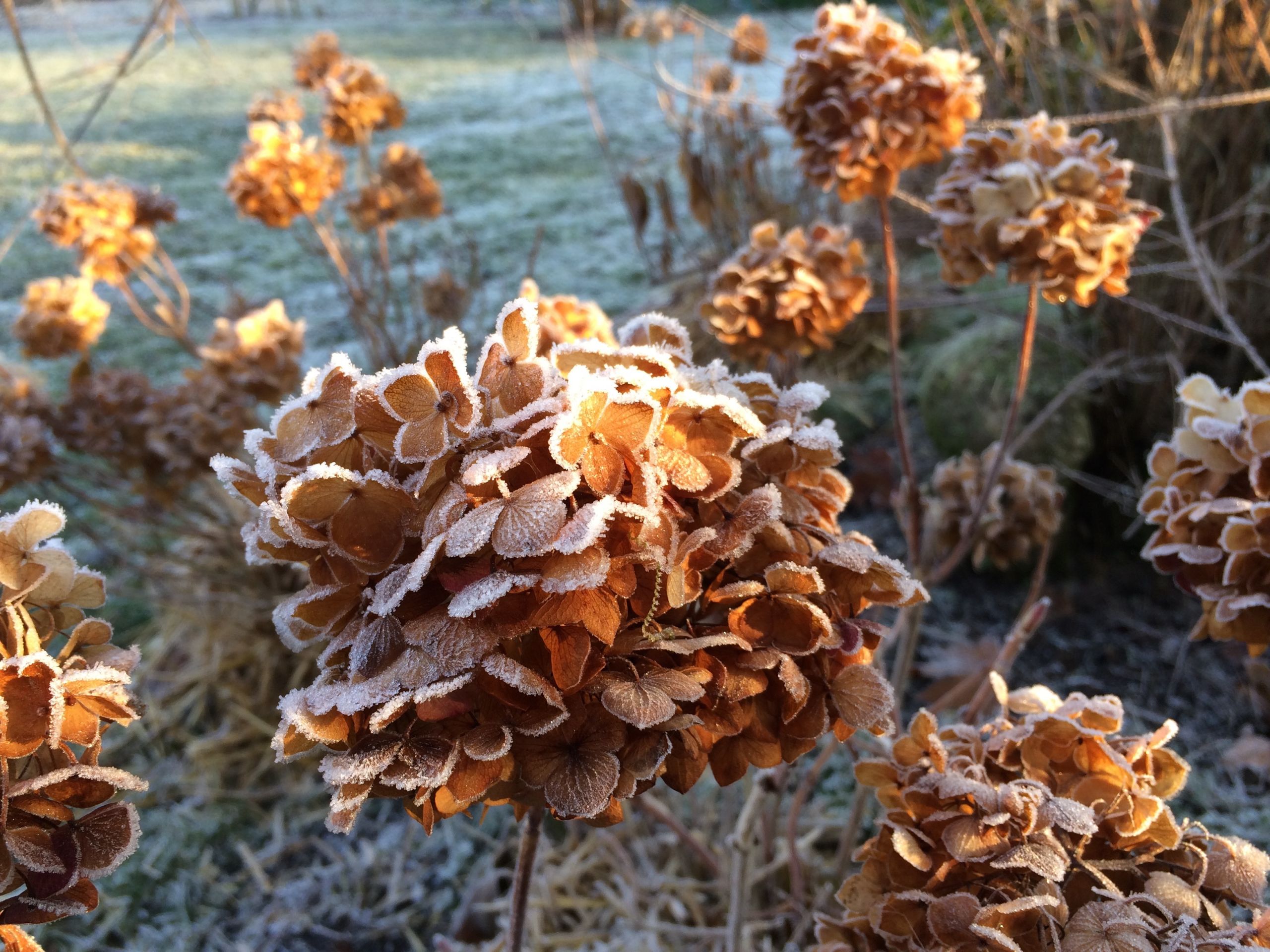 Fonds d'cran Nature Fleurs 