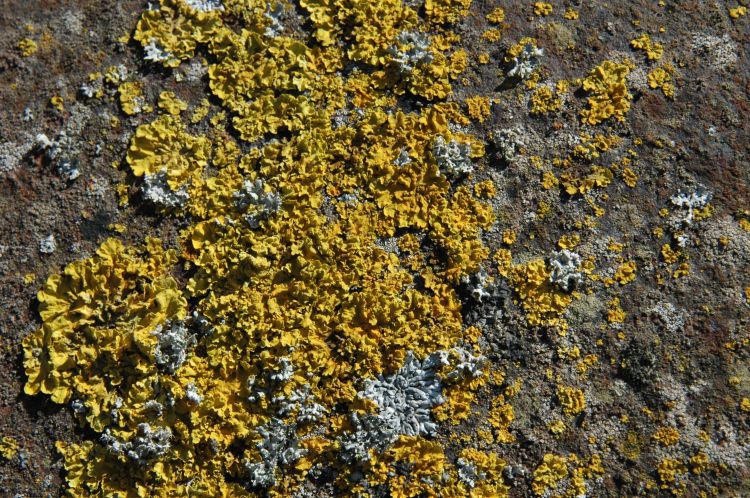 Fonds d'cran Nature Mousses - Lichens Wallpaper N424088