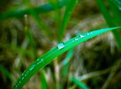  Nature Goutte d'eau sur l'herbe.