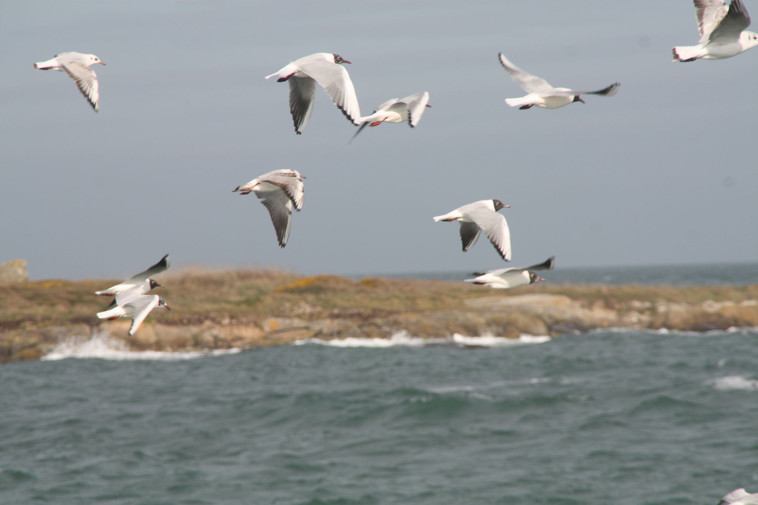 Fonds d'cran Animaux Oiseaux - Mouettes et Golands Val de Saire