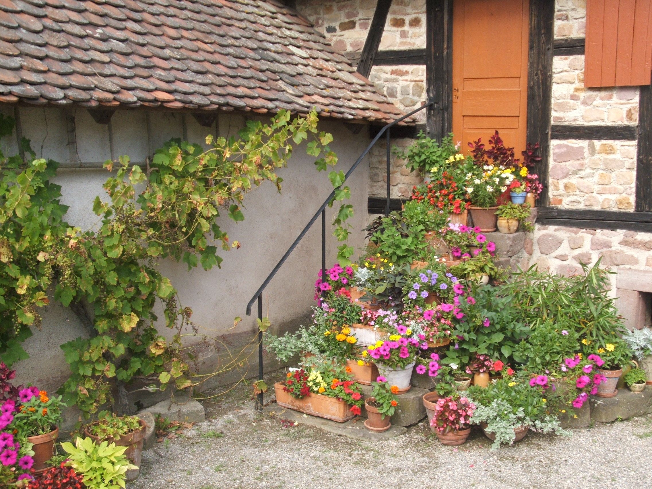 Fonds d'cran Nature Fleurs 