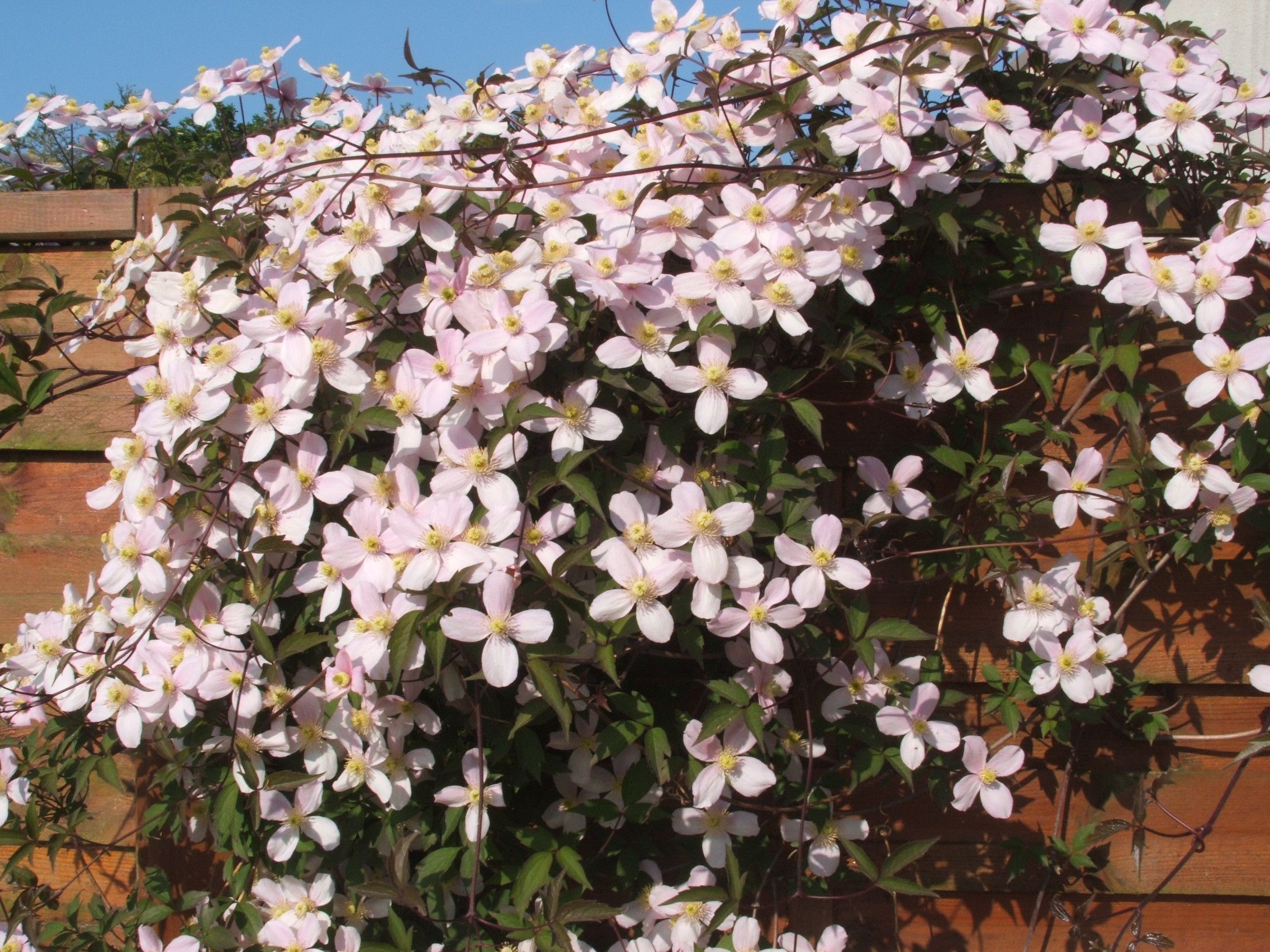 Fonds d'cran Nature Fleurs 