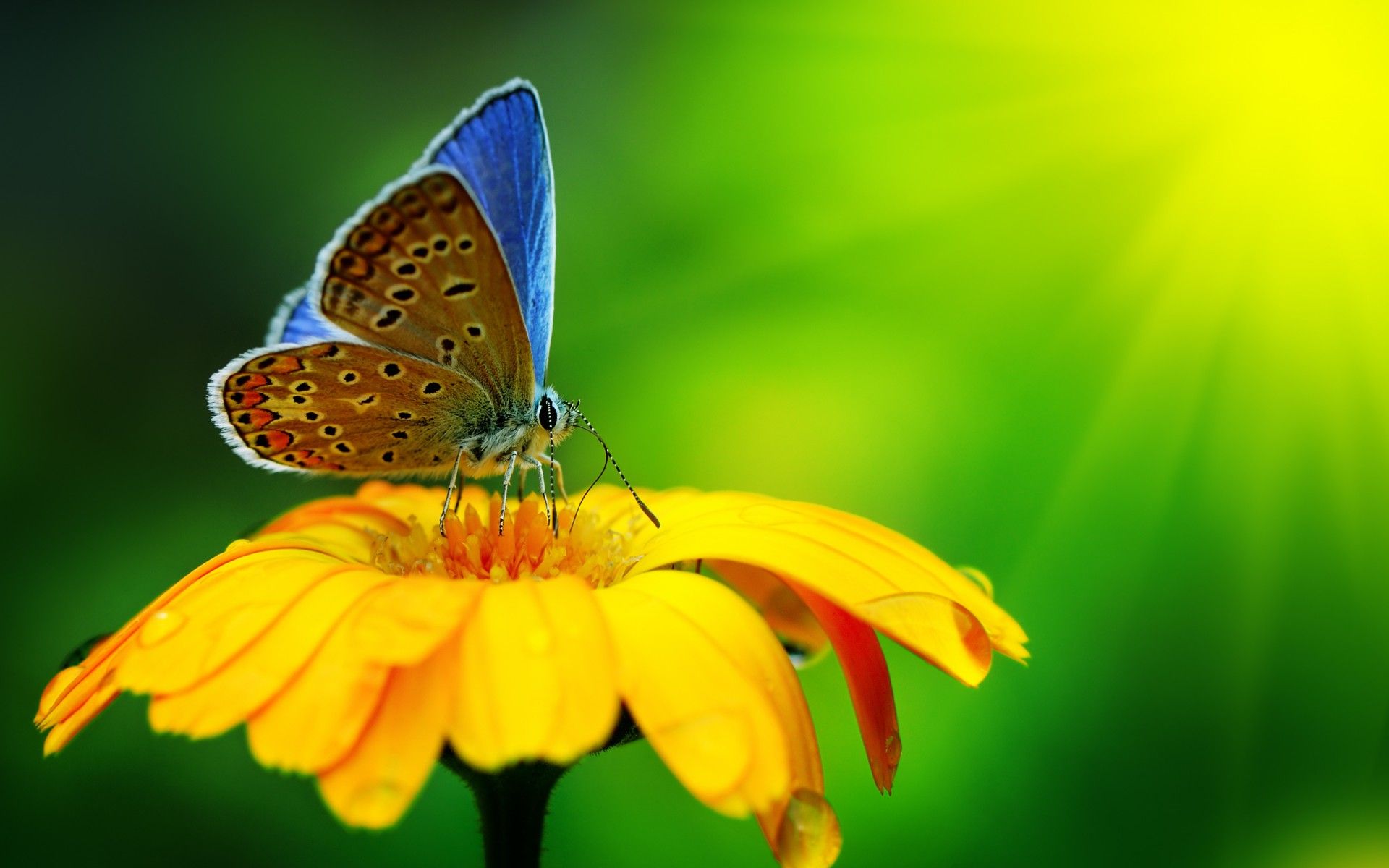 Wallpapers Animals Insects - Butterflies blue-butterfly