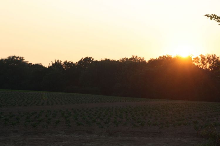 Fonds d'cran Nature Couchers et levers de Soleil Coucher de soleil sur culture maraichere