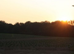  Nature Coucher de soleil sur culture maraichere