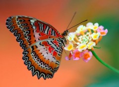  Animals beauty-butterfly-flower