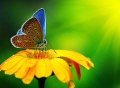  Animals blue-butterfly