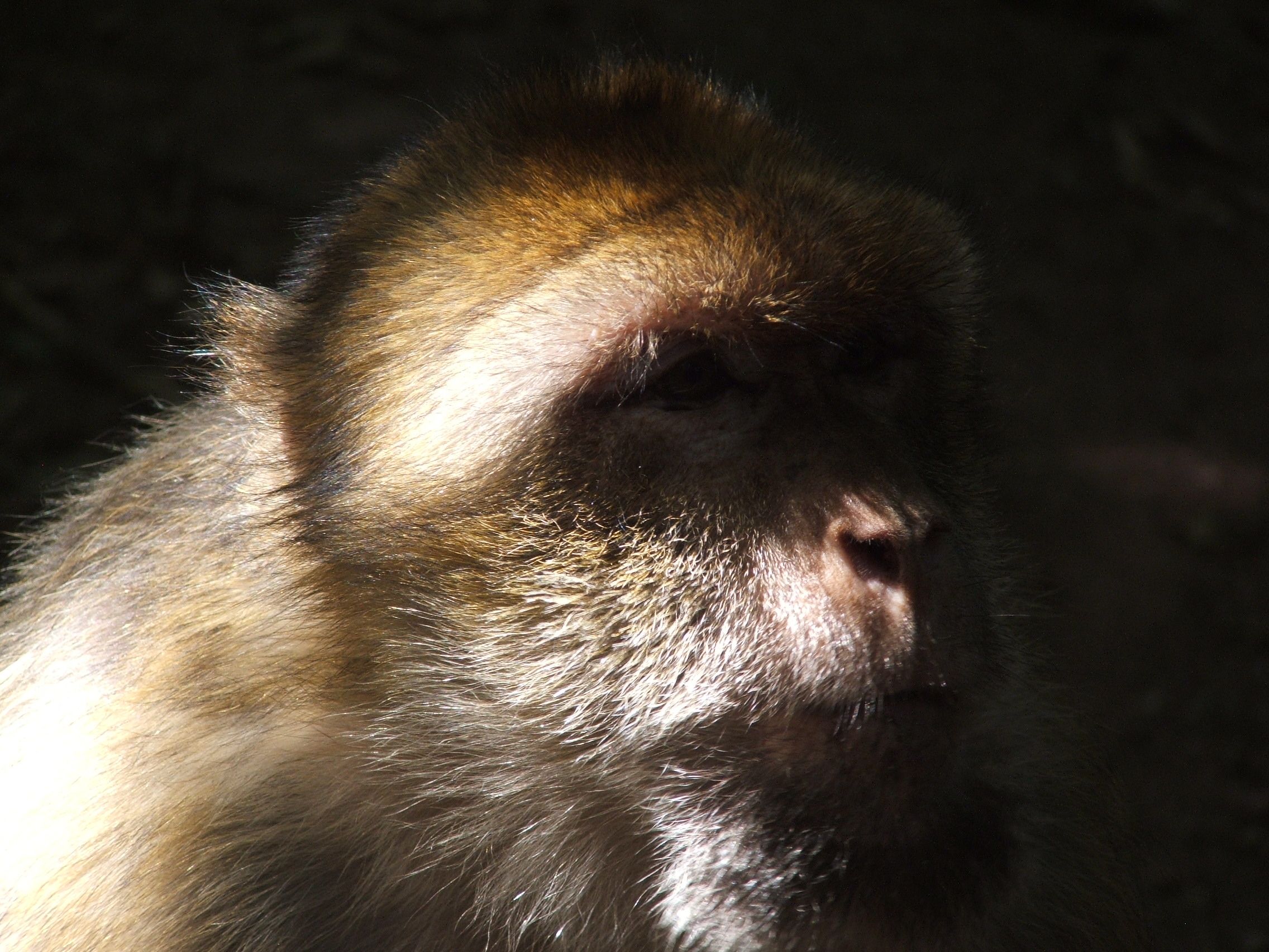 Fonds d'cran Animaux Singes 