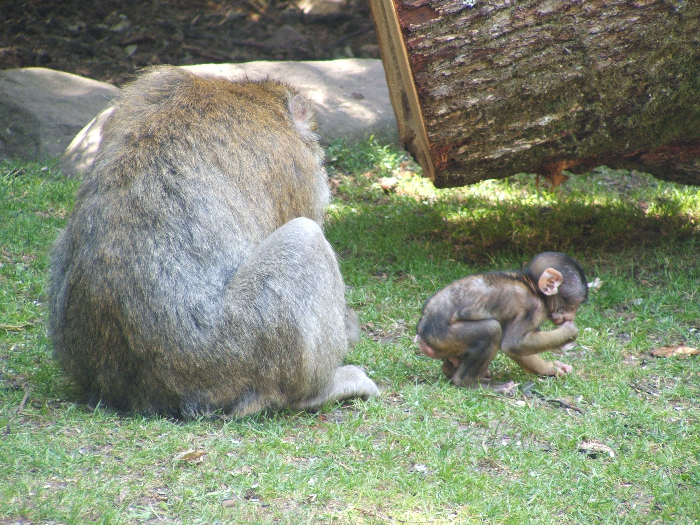 Fonds d'cran Animaux Singes 