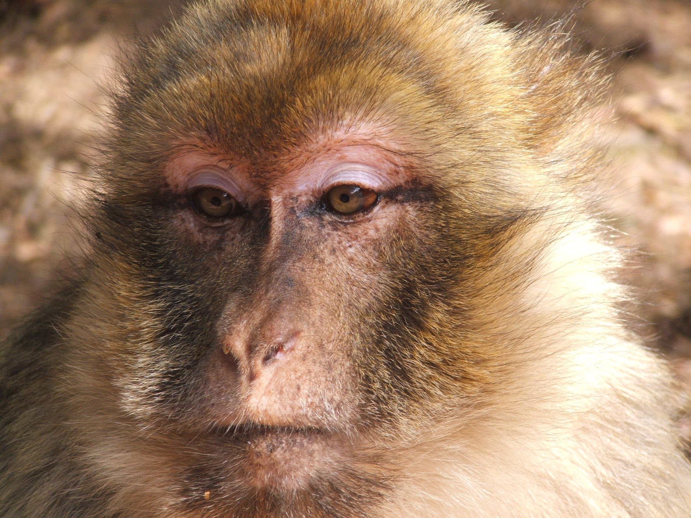 Fonds d'cran Animaux Singes 