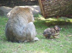  Animaux Image sans titre N424402